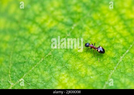 Ameise, Dolichoderus quadripunctatus, Wandern auf einem grünen Blatt im Frühjahr Stockfoto