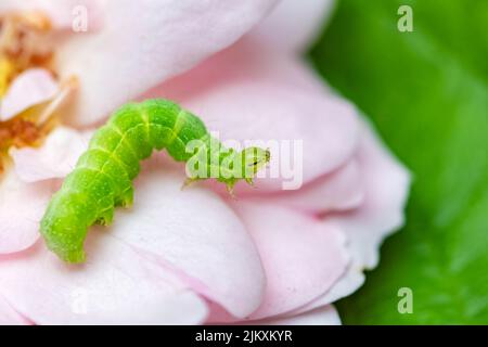 Eine grüne Raupe auf Rosenblättern, buntes Insekt im Garten Stockfoto