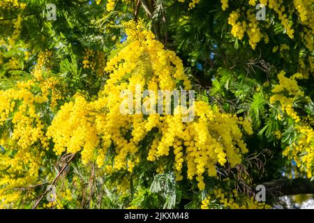 Gelbe Mimose im Frühjahr, blühen Blumen Stockfoto