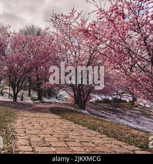 Kirschblüten im Olympiapark München. Blick auf Kirschblüten. Zwischen Kirschblüten. Kirschblüten beginnen zu blühen. Stockfoto