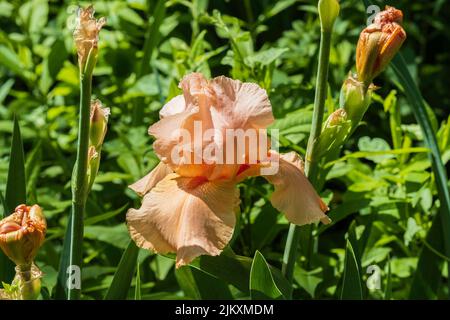 Coral Bearded Iris Germanica ‘Beverly Sills’ blüht an einem sonnigen Frühlingstag. Kansas, USA. Stockfoto