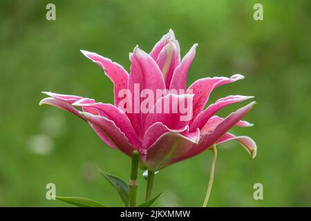 Eine Nahaufnahme einer wunderschönen rosa Lilienblume, die im Garten wächst Stockfoto