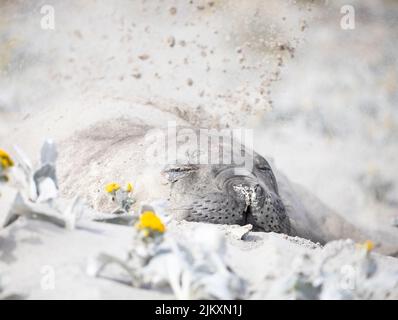 Der südliche Elefantenrobbe (Mirounga leonina) ist die größte der Nadelnippenarten. Aufgenommen auf den Falklandinseln, im Südatlantik Stockfoto