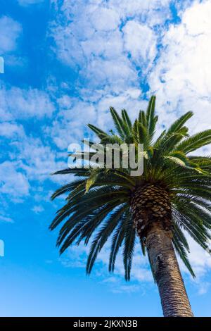 Hoher Canary Palm Baum in Sydney, Australien, gegen blauen Himmel mit Kopierraum. Es gehört zur Familie der Arecaceae. Vertikale Ausrichtung. Stockfoto