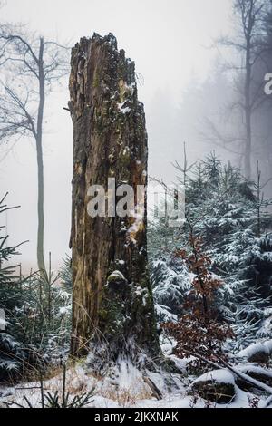 Eine vertikale Aufnahme eines großen toten Baumes, der im Winter mit Schnee bedeckt ist Stockfoto