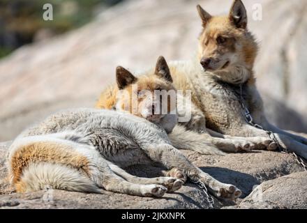 Nahaufnahme eines zweibeinigen sweissen und braunen Wildschlittenhundes in Ilulissat, Grönland, am 17. Juli 2022 Stockfoto