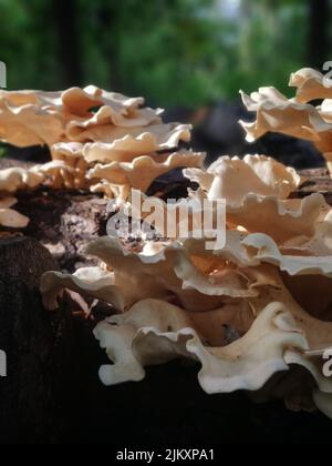 Nahaufnahme einer großen Gruppe von Pilzen auf einer Baumrinde Stockfoto