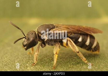 Nahaufnahme einer dunkelschwarzen Furchenbiene, Lasioglossum costumlatum, die sich nur auf Pollen von Glockenblumen, Campanula, spezialisiert hat Stockfoto