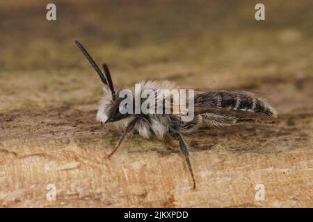 Nahaufnahme des kleinen weißen Männchen der Sandgrubenbiene, Andrena barbilabris, der auf dem Feld auf Holz sitzt Stockfoto