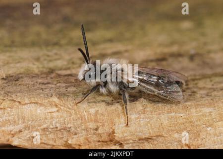 Nahaufnahme des kleinen weißen Männchen der Sandgrubenbiene, Andrena barbilabris, der auf dem Feld auf Holz sitzt Stockfoto