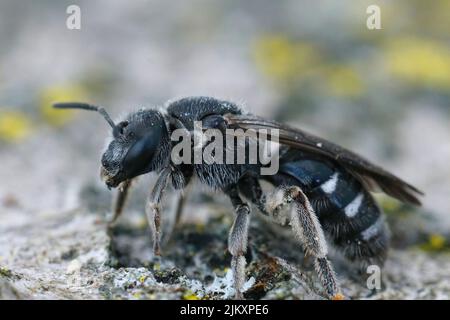 Nahaufnahme einer dunkelschwarzen Furchenbiene, Lasioglossum costumlatum, die sich nur auf Pollen von Glockenblumen, Campanula, spezialisiert hat Stockfoto