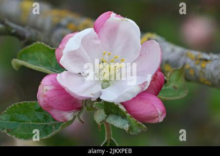 Nahaufnahme des farbenprächtigen rosa-weiß blühenden europäischen Krabbenapfels, Malus sylvestris Stockfoto