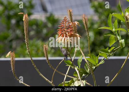 Palestine Sonnenvögel auf einer Blume thront Stockfoto