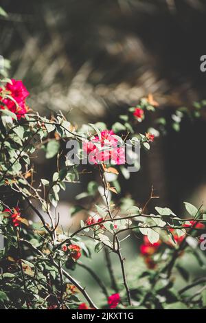 Eine vertikale Aufnahme wilder rosa Rosen, die wachsen Stockfoto