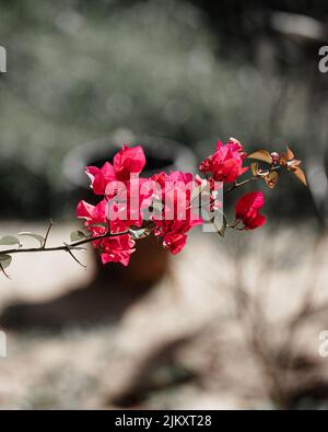 Eine vertikale Aufnahme wildrosen Blüten, die wachsen Stockfoto