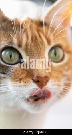 Eine Nahaufnahme einer Katze, die ihre Whisker leckt Stockfoto