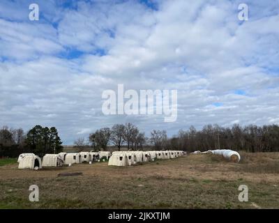 Burke County, GA USA - 12 27 21: Ländliche Kalbszelte in Georgia auf einer Farm Stockfoto