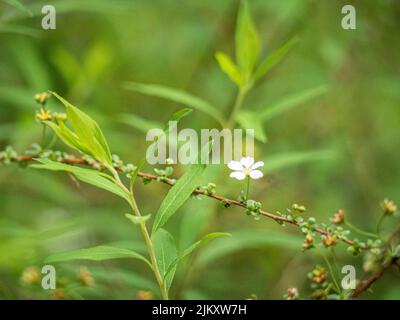 Eine einzelne weiße Blume auf einem Zweig im unscharfen natürlichen Hintergrund Stockfoto