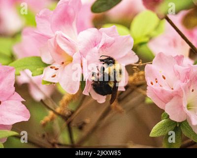 Eine Nahaufnahme einer Hummel, die auf einer rosa Rhododendronblüte thront Stockfoto