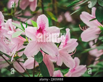 Ein Strauß rosa Azaleen blüht im Garten Stockfoto