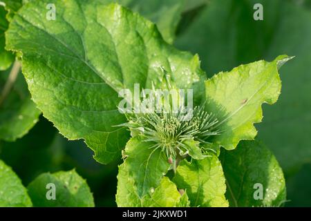 Arctium, Klettengrün Knospen schließen selektiven Fokus Stockfoto