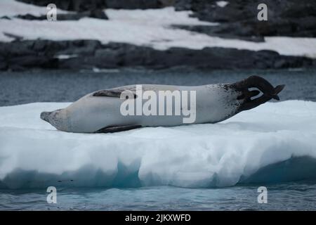 Eine wunderschöne Aufnahme einer Leopardenrobbe, die auf einem Eisberg im Meer liegt Stockfoto