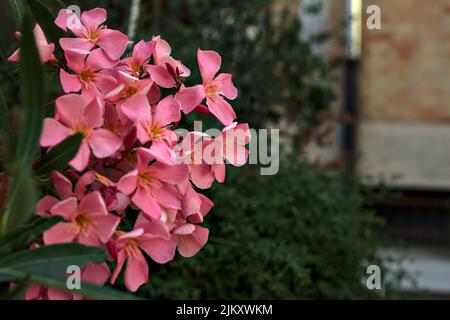 Oleander in Blüte auf einer Ziegelwand Stockfoto