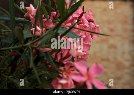 Oleander in Blüte auf einer Ziegelwand Stockfoto