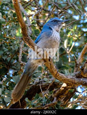 Eine vertikale Aufnahme eines kalifornischen Scrub jay, der auf einem Holzzweig thront Stockfoto