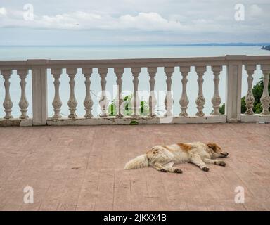 Der Hund liegt auf dem Balkon. Das Tier ruht. Lieblingstiere. Der rote Hund schläft auf der Terrasse. Meerblick Stockfoto