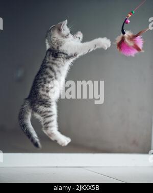 Eine niedliche graue Katze, die mit einem rosafarbenen, flauschigen Katzenspielzeug auf einem grauen Hintergrund springt und spielt Stockfoto