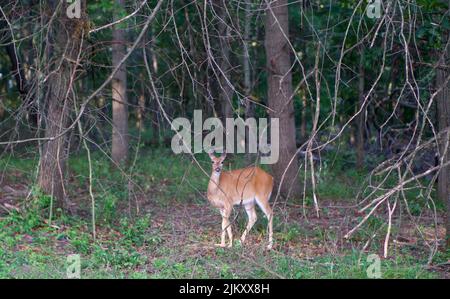 Ein Weißschwanzhirsch, der in der Wildnis herumläuft Stockfoto
