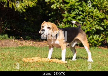 Beagle Hund spielt im Garten Stockfoto