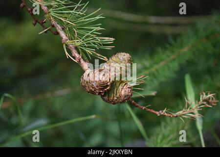 Kegel auf einer europäischen Lärche (Larix Dischidua). Stockfoto