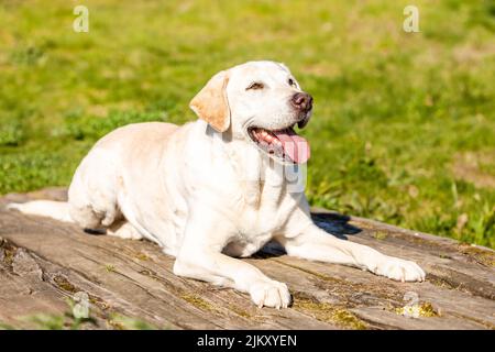 Labrador liegt auf Holz mit grünem Gras Hintergrund Stockfoto