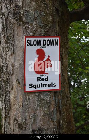 Schild an einem Baum bei Ullswater im Lake District: 'Langsam, rote Eichhörnchen'. Stockfoto