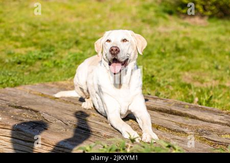 Labrador liegt auf Holz mit grünem Gras Hintergrund Stockfoto