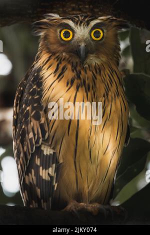 Eine Nahaufnahme einer gefleckten Waldkauze, die auf einem Zweig auf einem verschwommenen Hintergrund thront Stockfoto