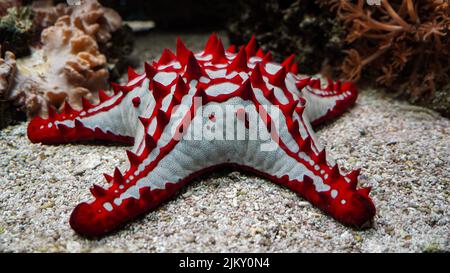 Rot-geklopfter Seestern (Protoreaster lincki), Seestar/Seesterne Stockfoto