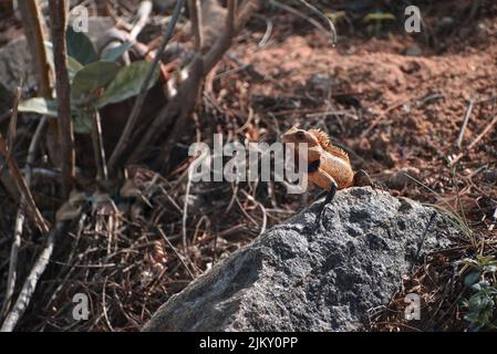 Ein Blick auf ein indisches Chamäleon (Chamaeleo zeylanicus) im Dschungel oder Wald in einem großen grauen Felsen Stockfoto