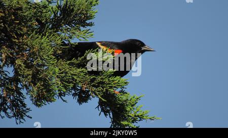 Eine Nahaufnahme einer Amsel mit roten Flügeln, die auf einem grünen Zweig eines Baumes vor einem blauen Himmel thront Stockfoto