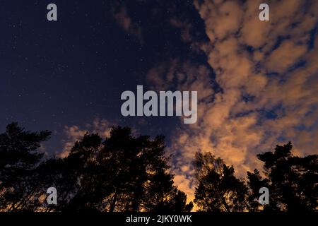 Ein niedriger Winkel der Spitzen der Bäume gegen einen wolkigen und sternenklaren Nachthimmel Stockfoto