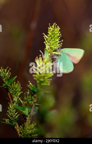 Eine vertikale Aufnahme eines grünen Haarstreifenschmetterlings, der auf einer grünen Pflanze thront Stockfoto