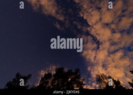 Ein niedriger Winkel der Spitzen der Bäume gegen einen wolkigen und sternenklaren Nachthimmel Stockfoto
