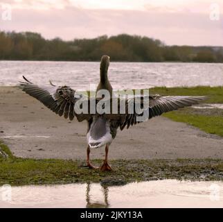 Eine kanadische Gans, die bei Sonnenuntergang ihre Flügel in der Nähe eines Sees ausbreitet Stockfoto