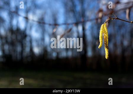 Eine Nahaufnahme eines Hazel-Katzenwels blüht auf einem verschwommenen Hintergrund von Bäumen unter dem Sonnenlicht Stockfoto