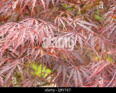 Ahorn, gezapft. Rote Blätter. Im botanischen Garten. Schönes, helles Laub. Vielfalt Stockfoto