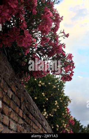 Oleander in Blüte auf einer Ziegelwand Stockfoto