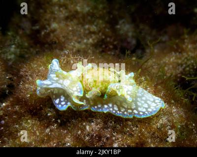 Nahaufnahme einer Meeresschnecke, Miniatur-Melo (Micromelo undatus), die in flachem Wasser kriecht. Meeresfauna auf El Hierro, Kanarische Inseln. Stockfoto