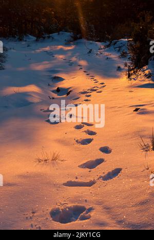 Fußabdrücke im Schnee bei Sonnenuntergang im Wald in senkrechter Höhe mit orangefarbenem Licht Stockfoto